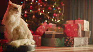 BBC tries to cheer up the U.K. with endless video of a cat riding a Roomba